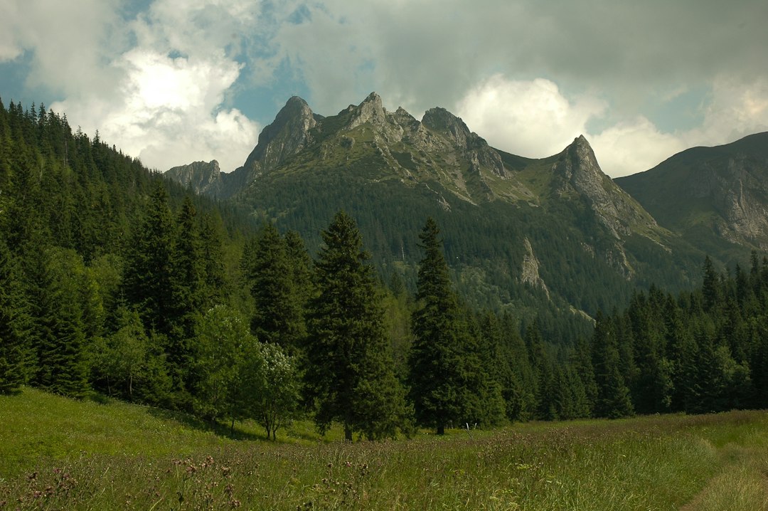 Photo by Roberto Huczek a grassy field with trees and mountains in the background